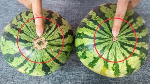 Whether a watermelon is sweet or not, you can tell by just taking a look here